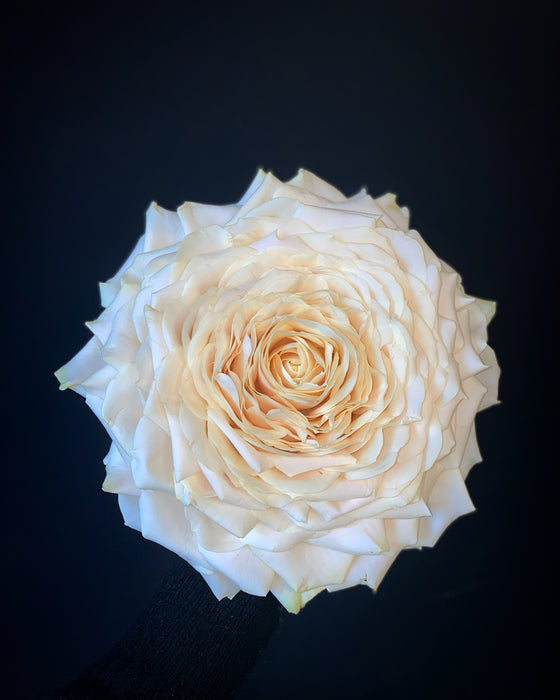 Brudebuket, syet rose